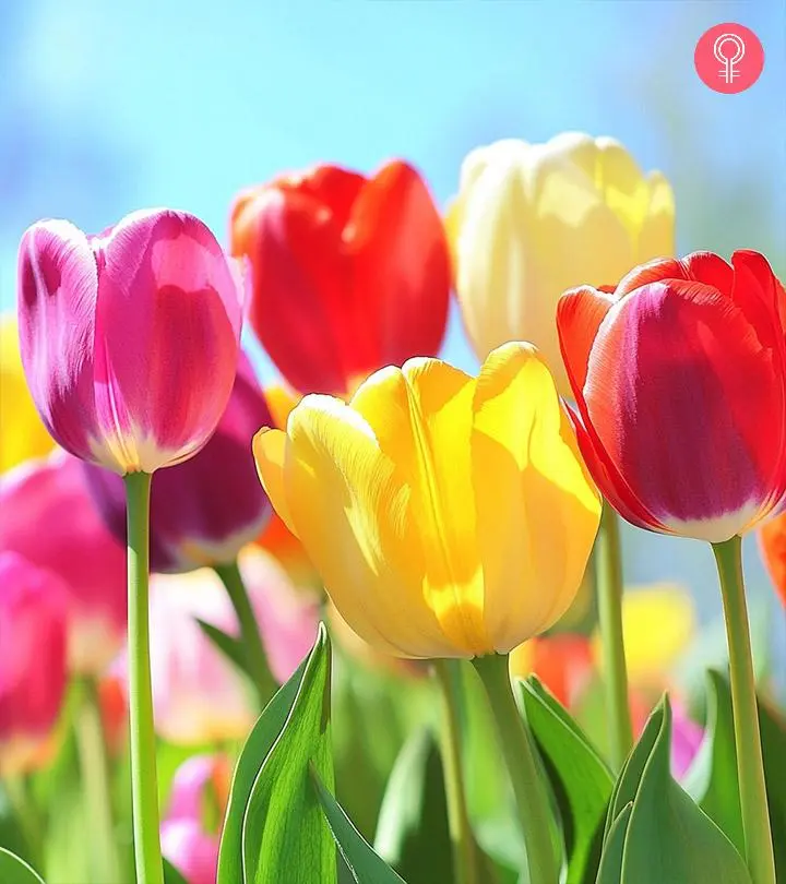 flowers